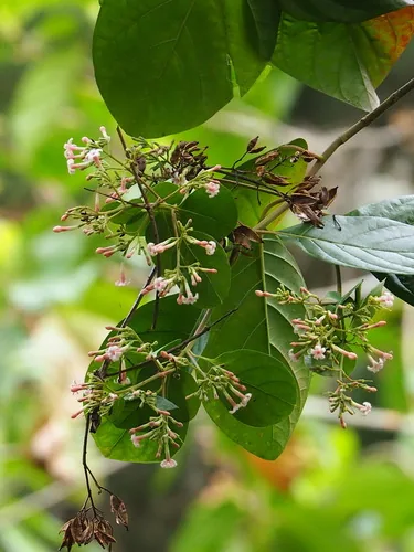Photo: no rights reserved · CC0 · via iNaturalist quinine tree (Cinchona pubescens), photograph
