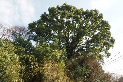 Photo: (c) harum.koh, some rights reserved (CC BY-SA) · cc-by-sa · via iNaturalist Camphor Tree (Cinnamomum camphora), photograph