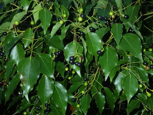 Camphor Tree (Cinnamomum camphora), photograph