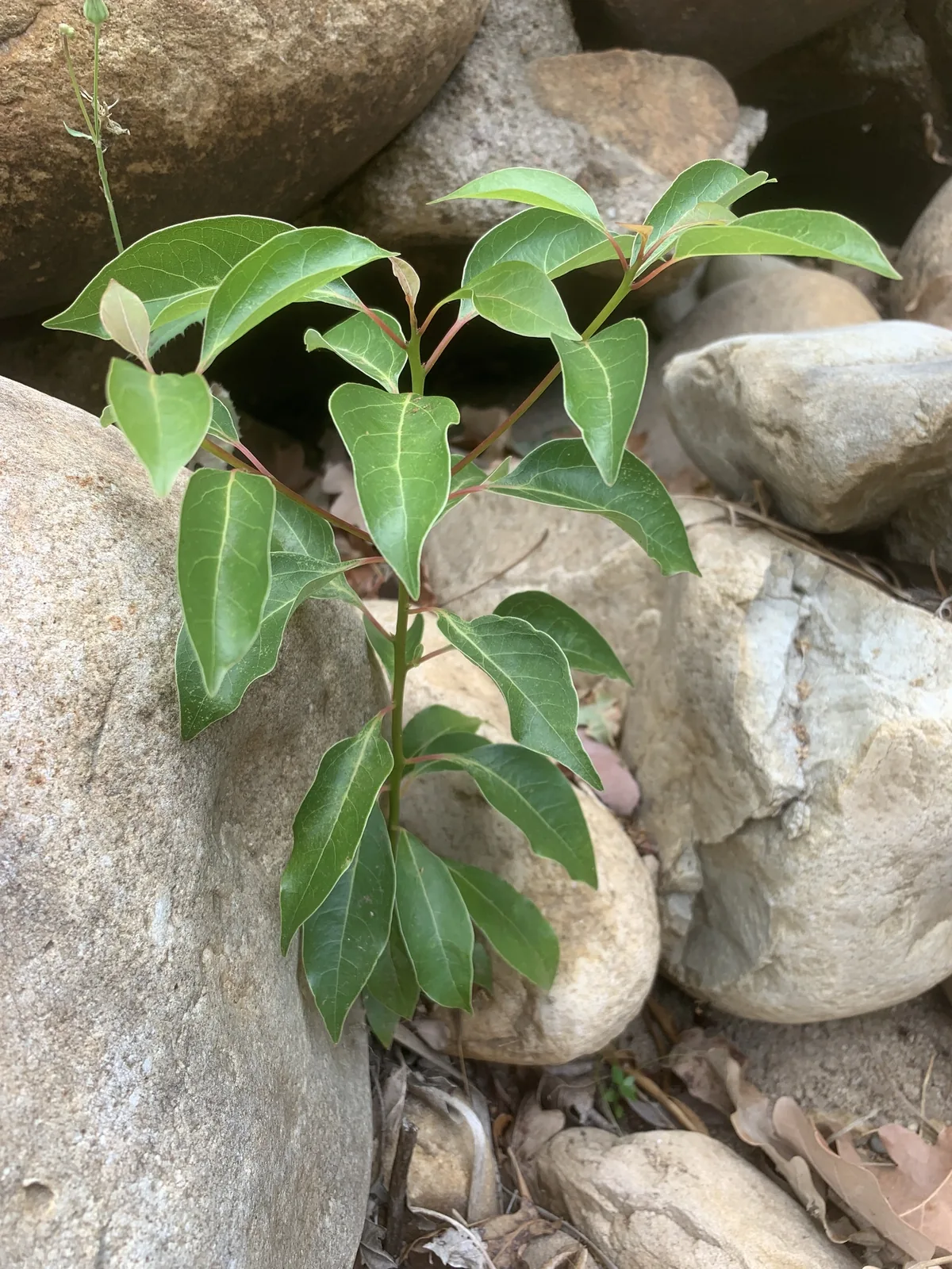 Camphor Tree (Cinnamomum camphora), photograph