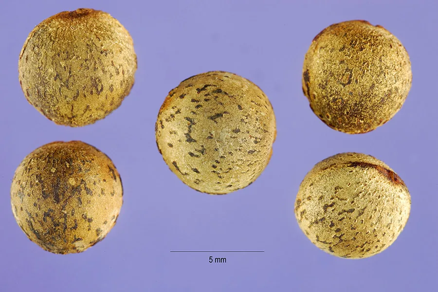 Camphor Tree (Cinnamomum camphora), photograph