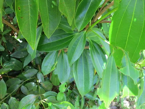 Photo: no rights reserved · CC0 · via iNaturalist cinnamon (Cinnamomum verum), photograph