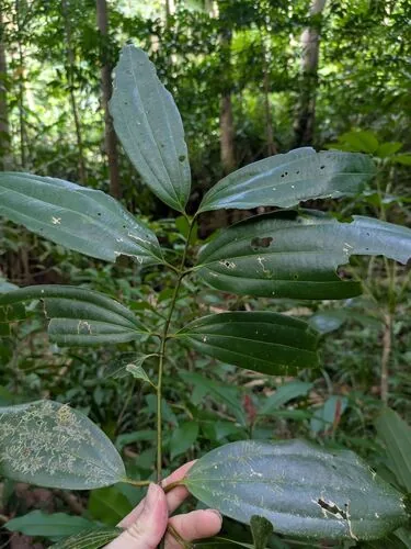 Cinnamon (Cinnamomum verum), photograph
