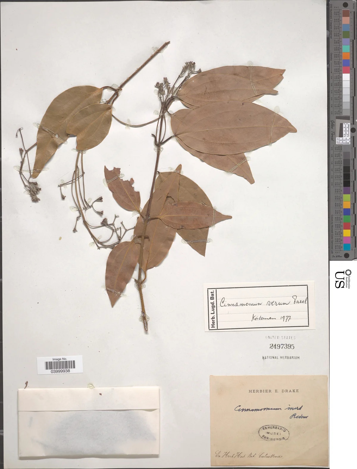 Cinnamon (Cinnamomum verum), photograph
