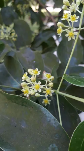 Photo: (c) Sayee Girdhari, some rights reserved (CC BY) · cc-by · via iNaturalist Cinnamon (Cinnamomum verum), photograph