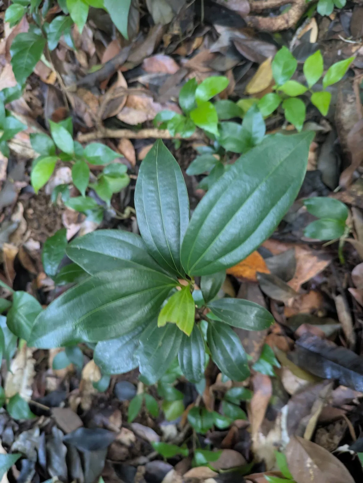 Cinnamon (Cinnamomum verum), photograph