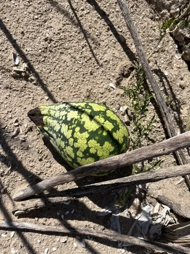 Watermelon, photograph