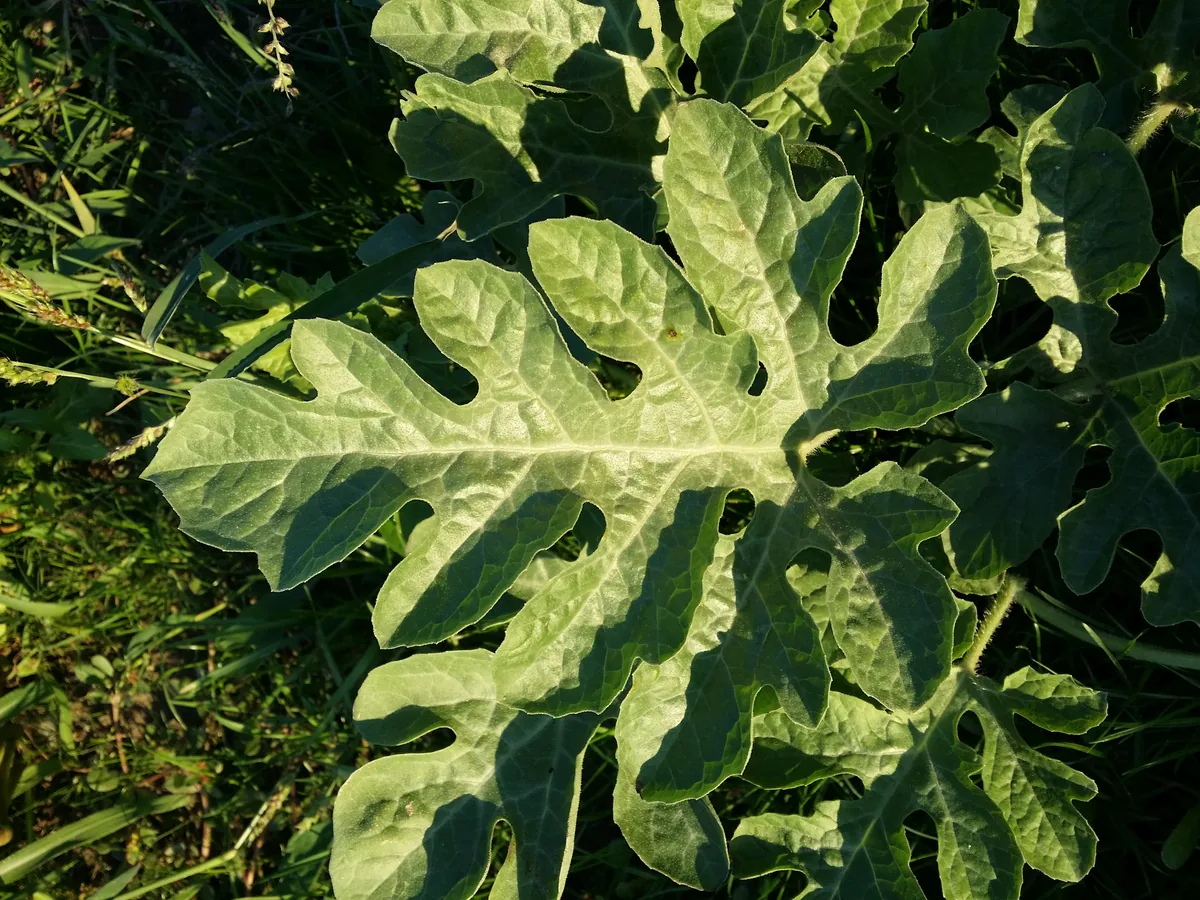 Watermelon (Citrullus lanatus), photograph