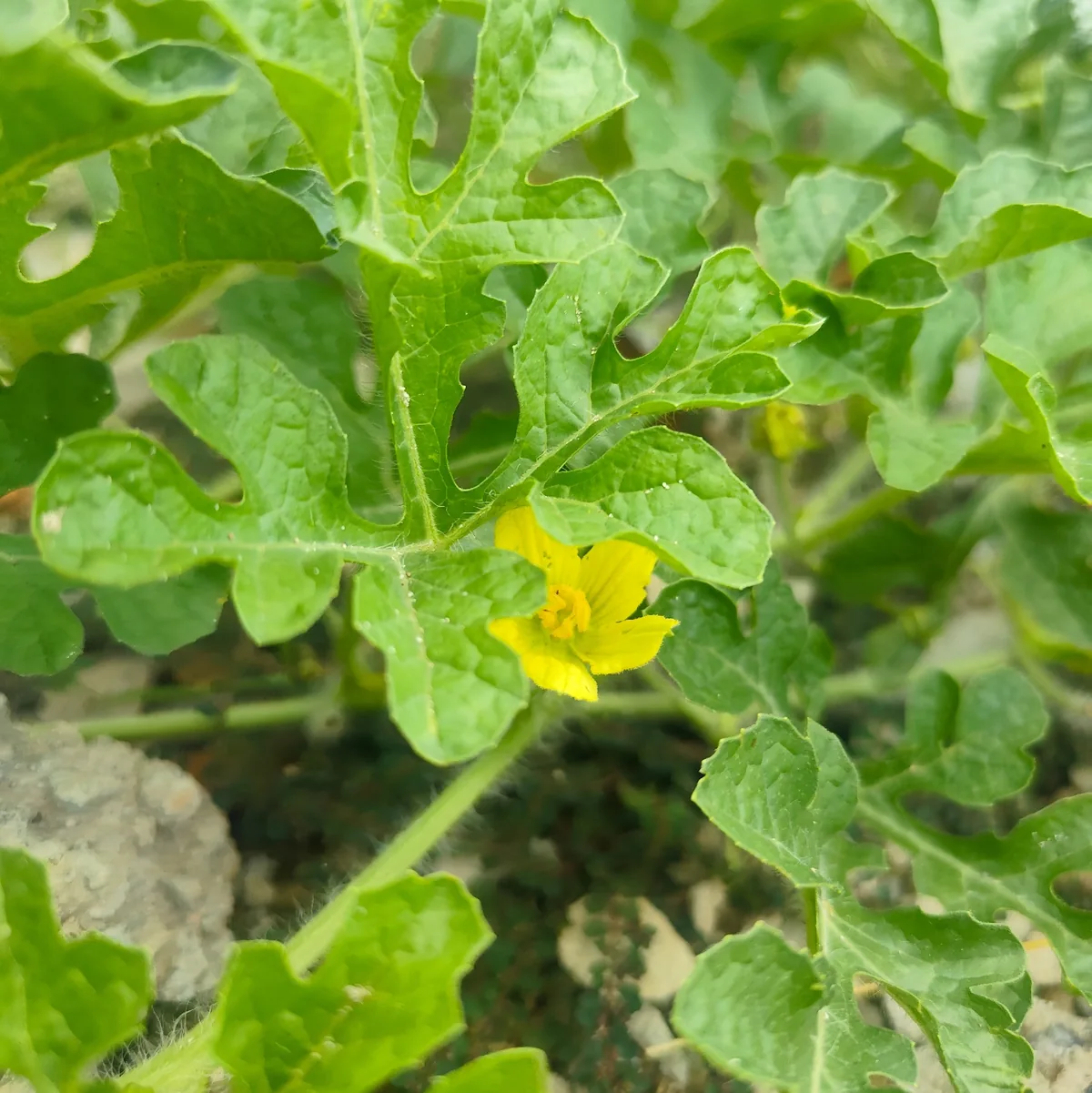 Watermelon (Citrullus lanatus), photograph
