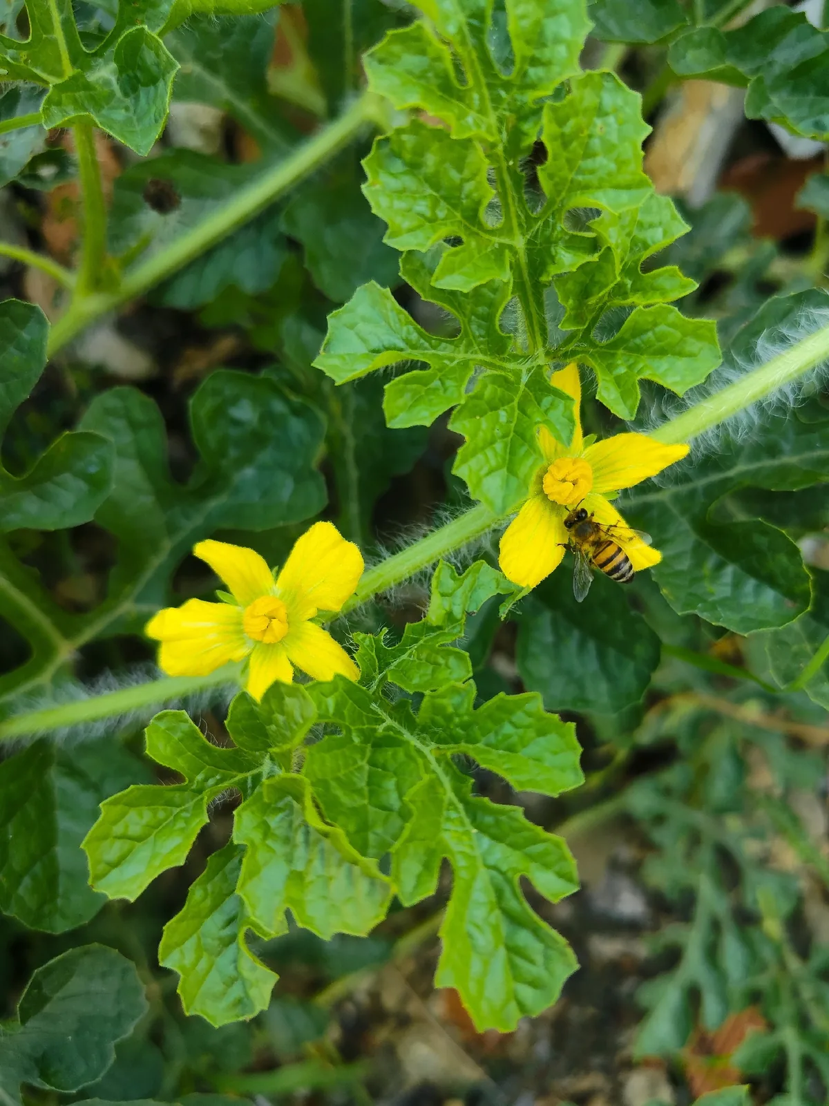 Photo: Jhonatan Matheus, via iNaturalist · CC BY · via GBIF Watermelon (Citrullus lanatus), photograph