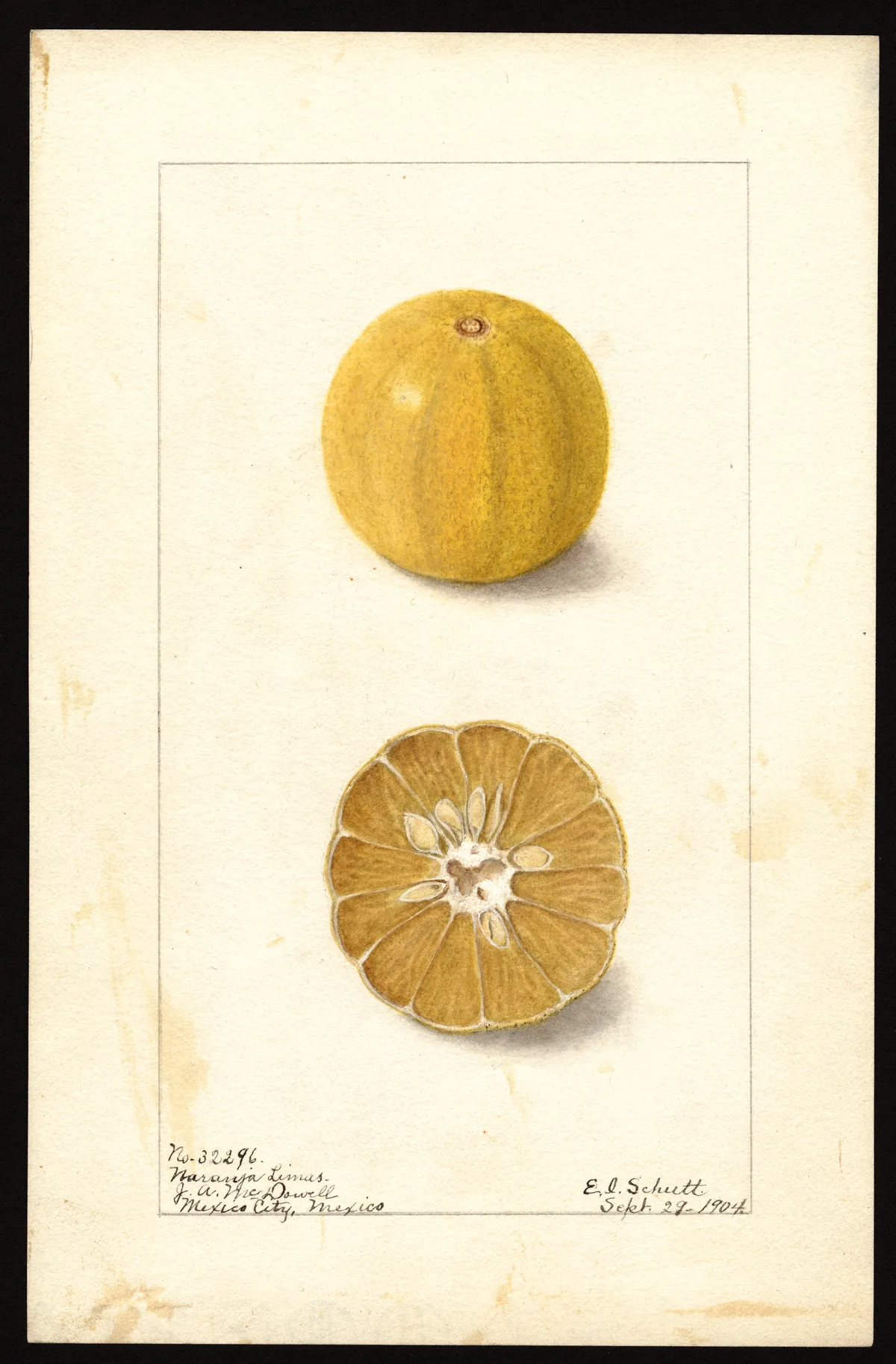 Illustration: Schutt, Ellen Isham, 1873-1955 · Public Domain · via Pomological Lime (Citrus × aurantiifolia), botanical illustration