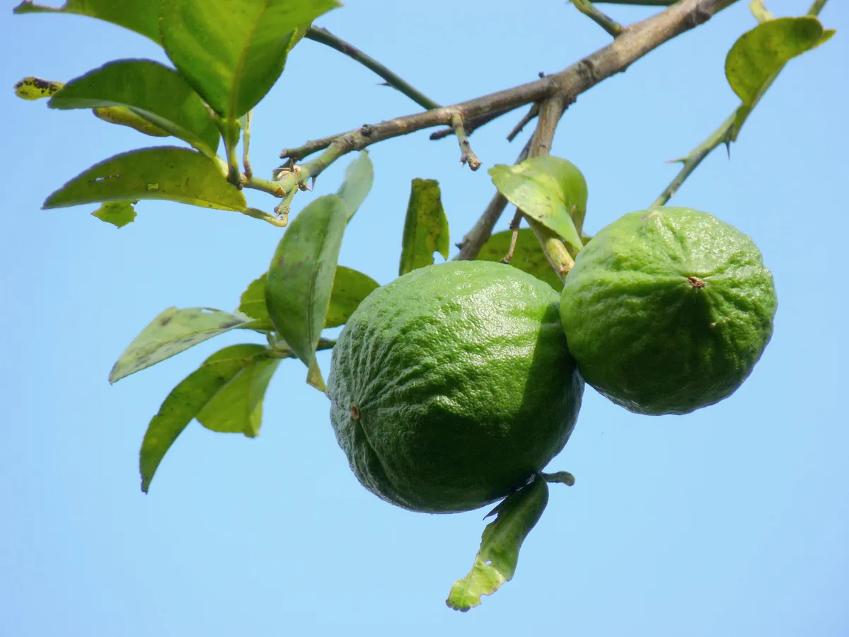 Photo: Jeevan Jose, Kerala, India, , via Wikimedia Commons · CC BY-SA 4.0 · via Wikimedia Commons key lime (Citrus × aurantiifolia), photograph