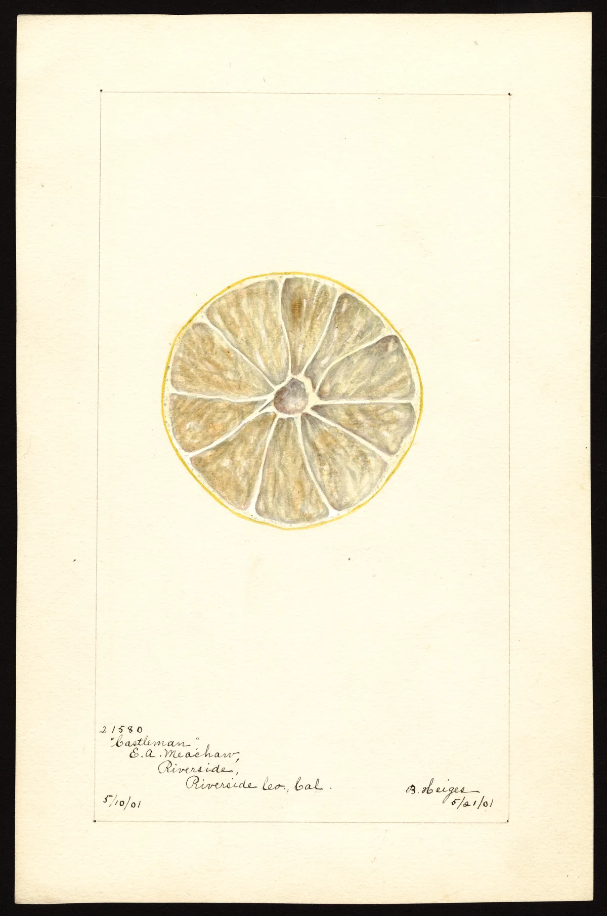 Lime (Citrus × aurantiifolia), botanical illustration