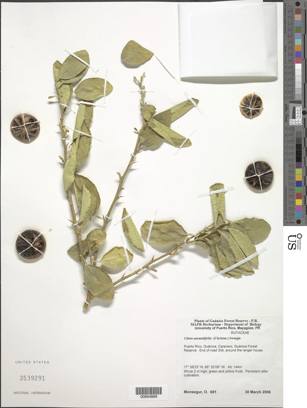 Lime (Citrus × aurantiifolia), photograph