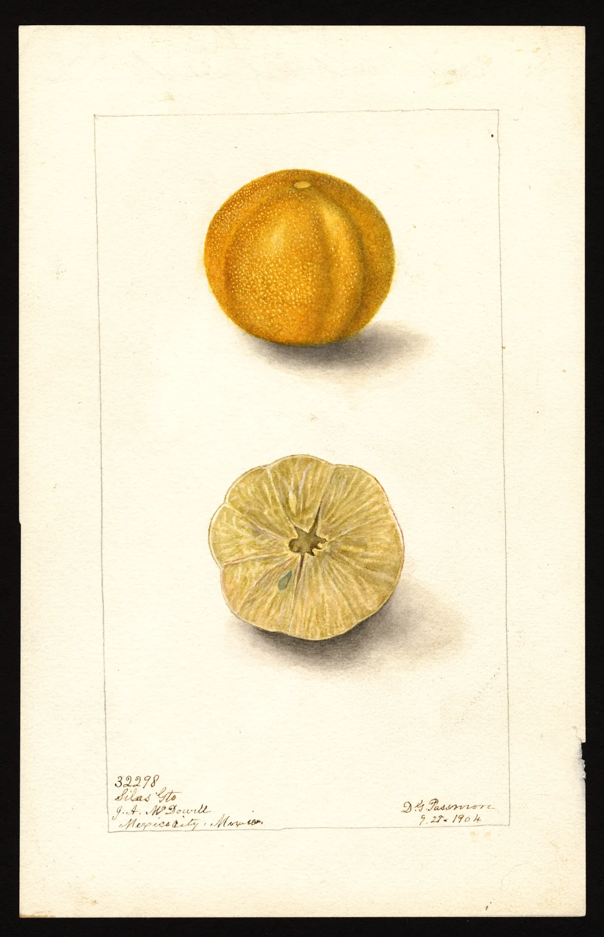 lime (Citrus × aurantiifolia), botanical illustration