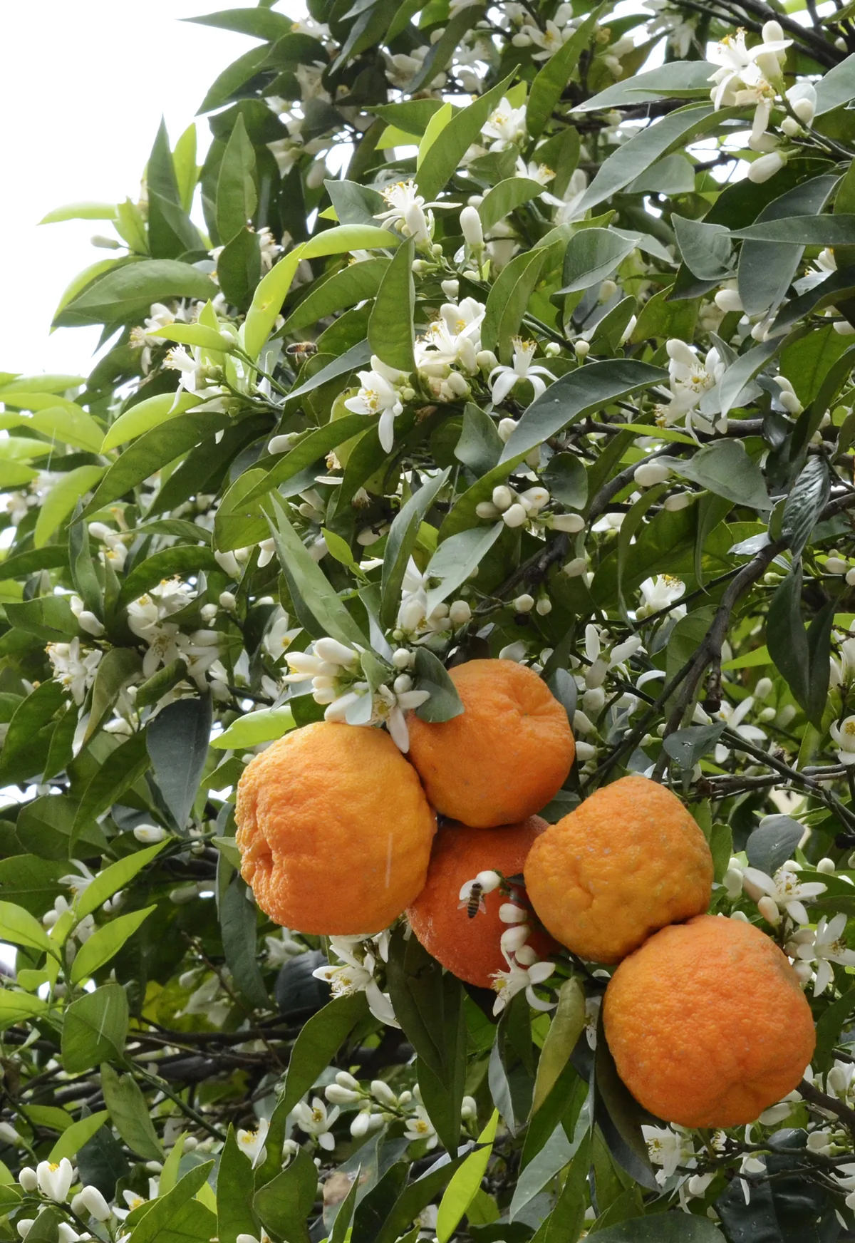 Photo: Zeynel Cebeci, , via Wikimedia Commons · CC BY-SA 4.0 · via Wikimedia Commons sour orange (Citrus aurantium), photograph