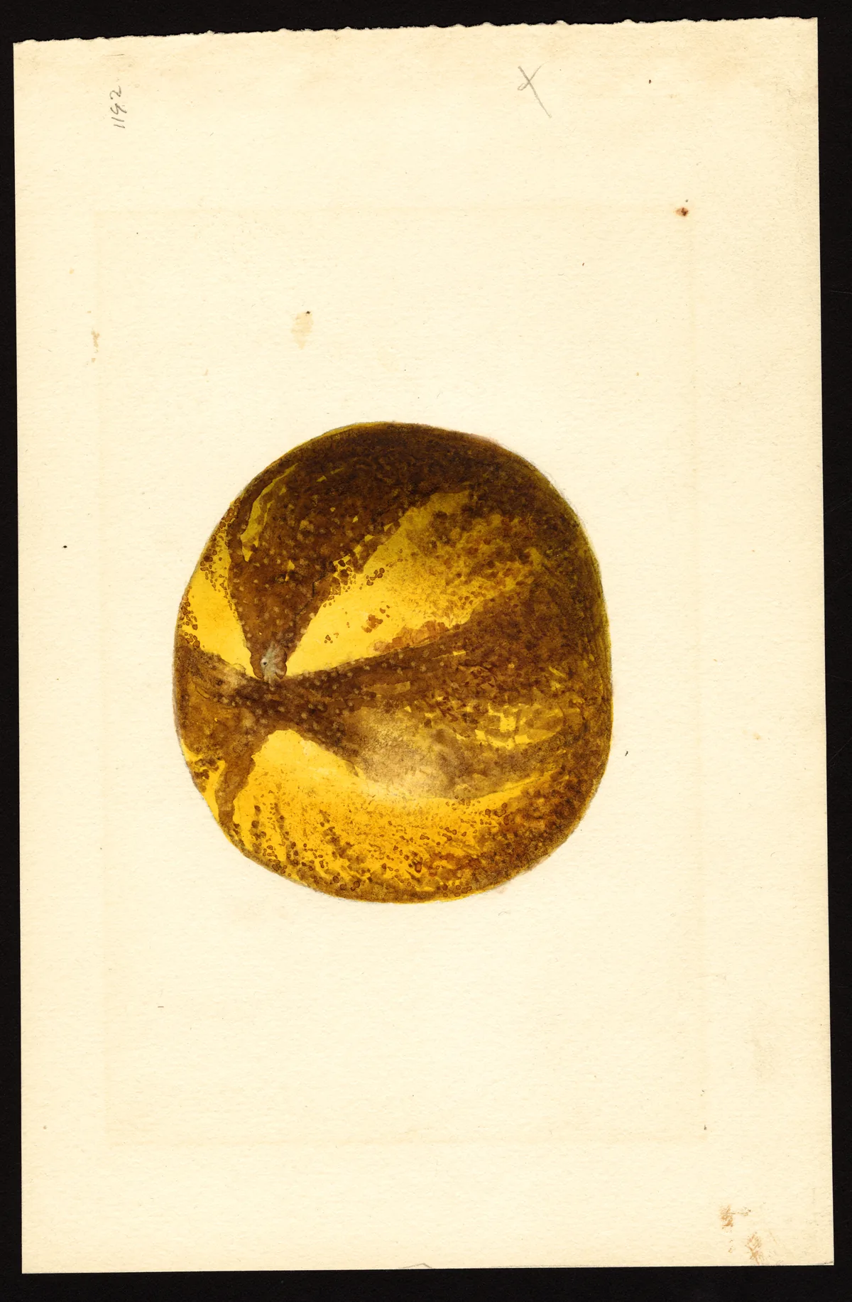 pomelo (Citrus grandis), botanical illustration