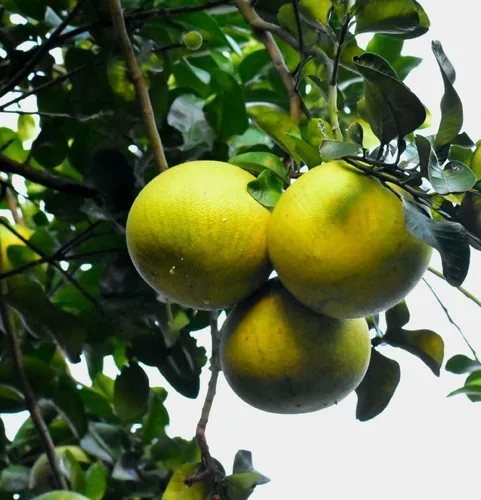 Photo: (c) Satyaji Wibowo, some rights reserved · CC BY · via iNaturalist pomelo (Citrus grandis), photograph