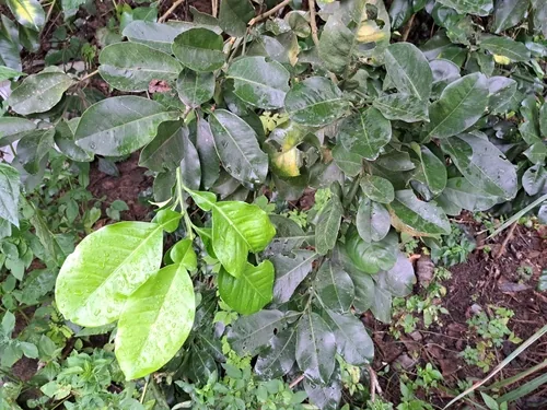 pomelo (Citrus grandis), photograph