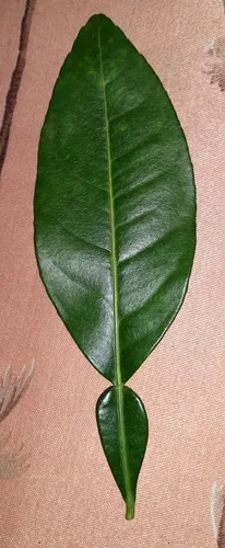 pomelo (Citrus grandis), photograph