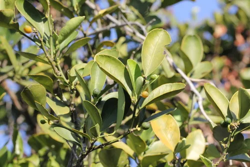 Photo: no rights reserved · cc0 · via iNaturalist Kumquat (Citrus japonica), photograph