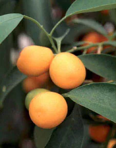 Kumquat (Citrus japonica), photograph