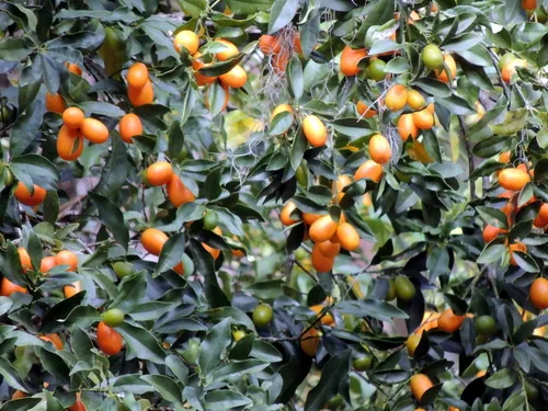 Kumquat (Citrus japonica), photograph