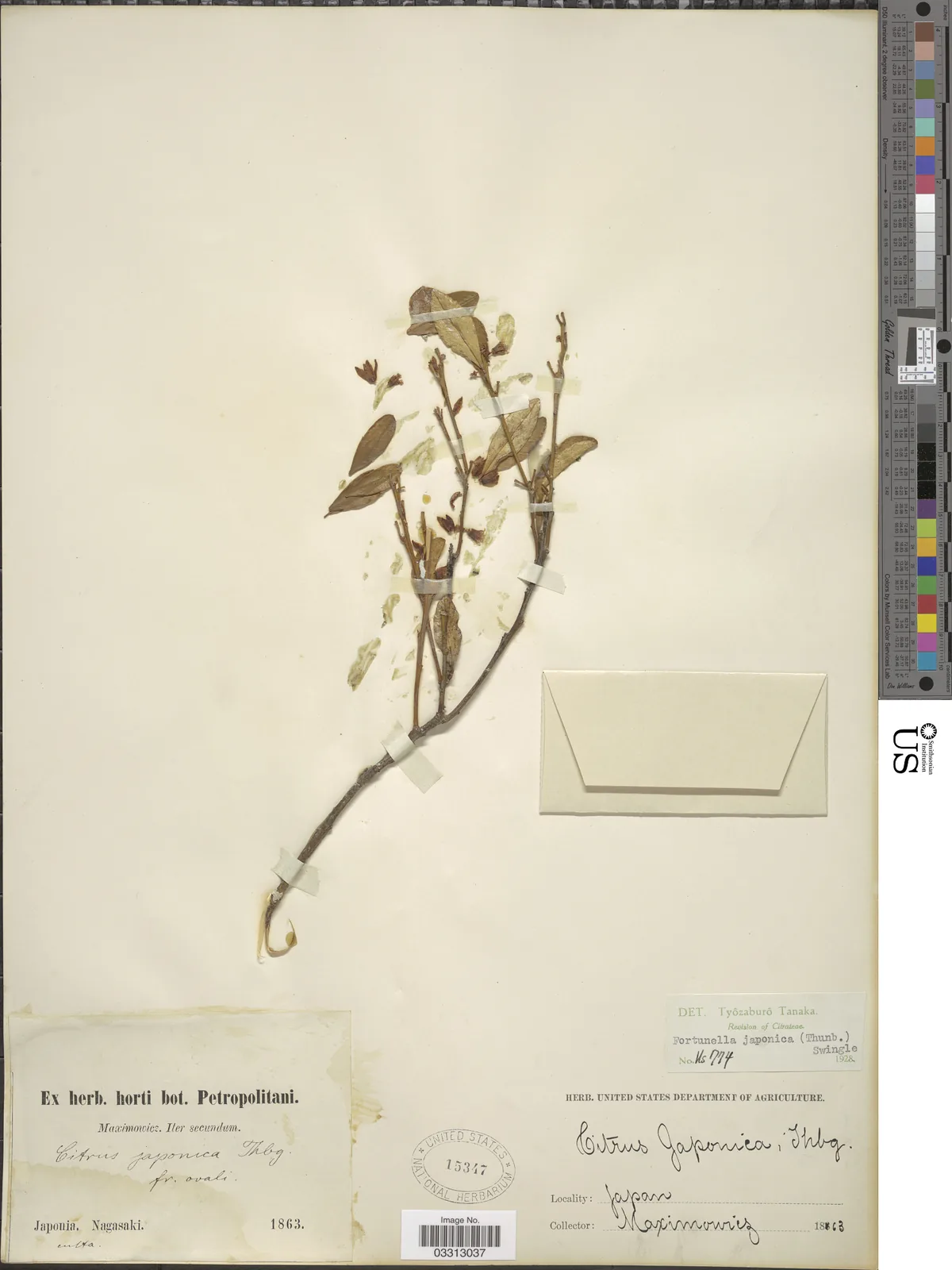 Kumquat (Citrus japonica), photograph