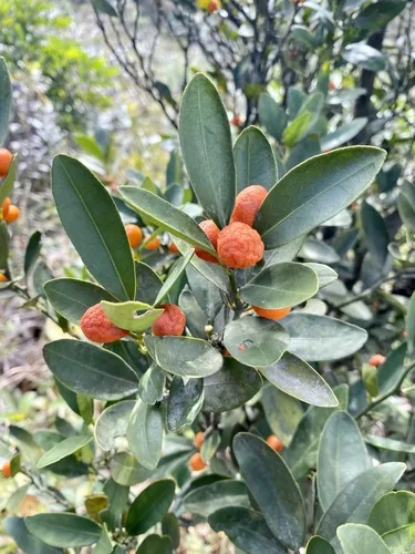 Photo: (c) Toby Y, some rights reserved · CC BY · via iNaturalist kumquat (Citrus japonica), photograph