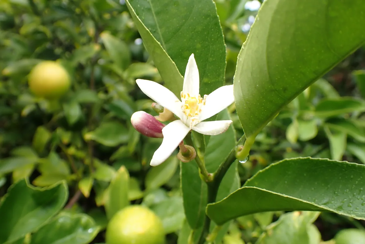 Photo: unmotivated_frog, via iNaturalist · CC BY · via GBIF Lemon (Citrus limon), photograph
