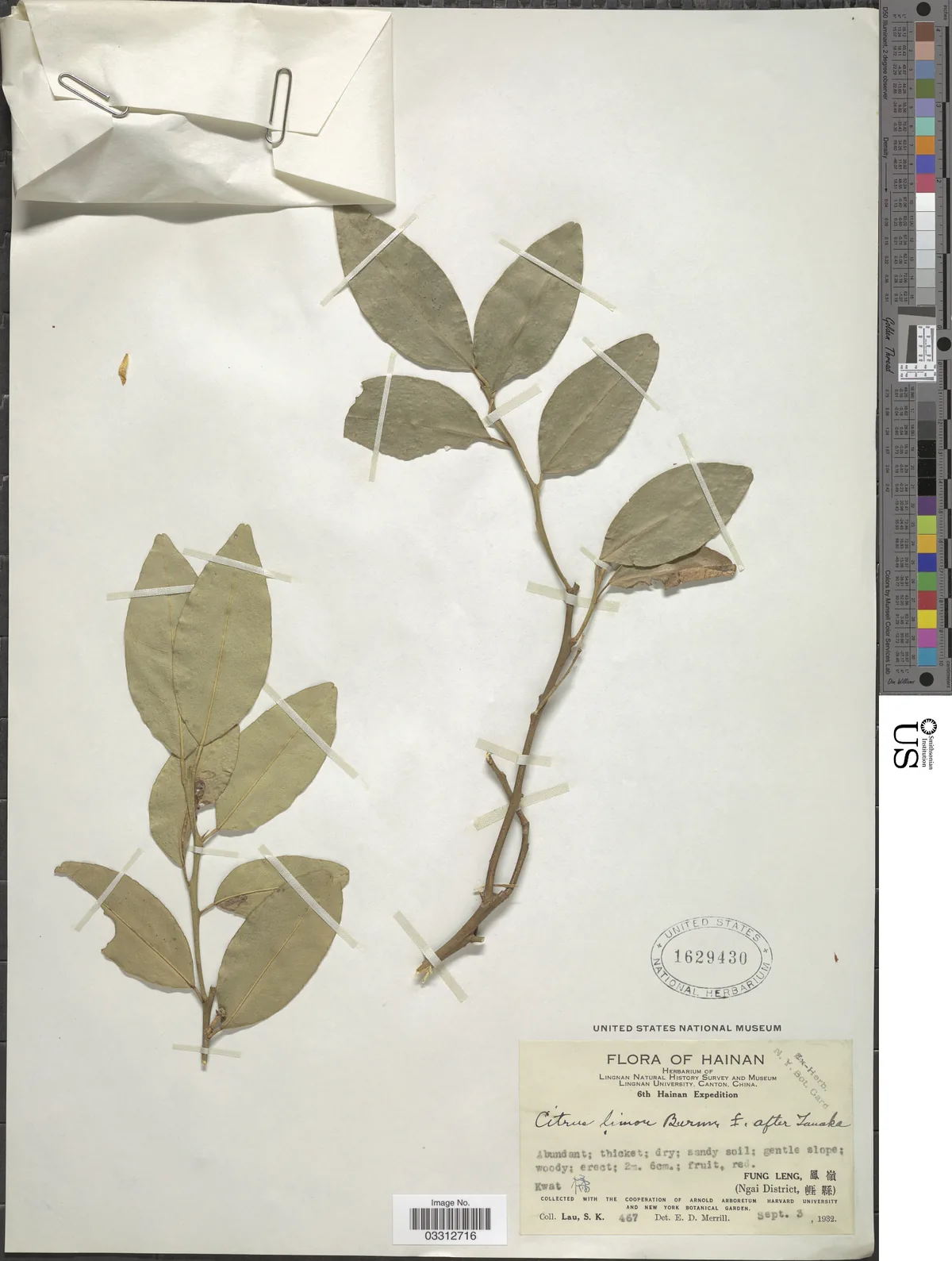 Lemon (Citrus limon), photograph