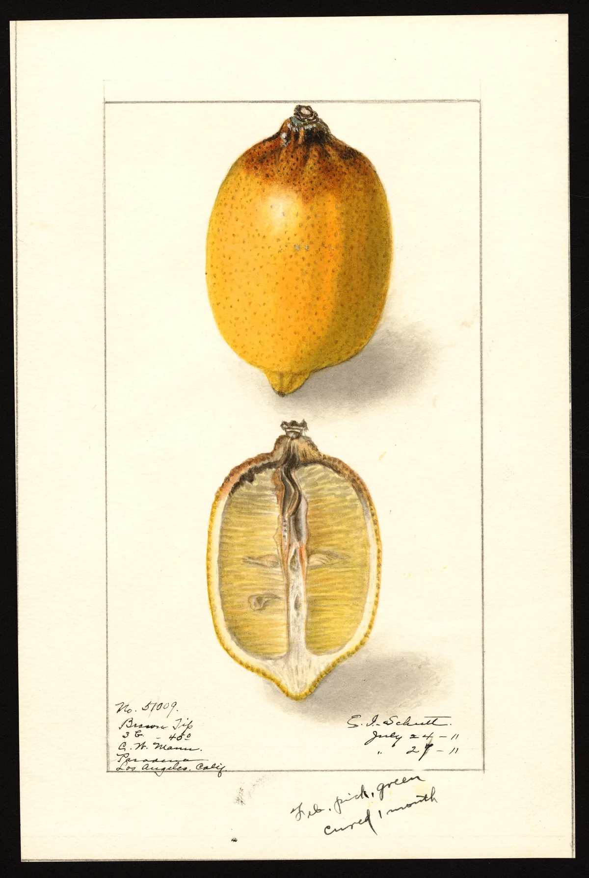 Lemon (Citrus limon), botanical illustration