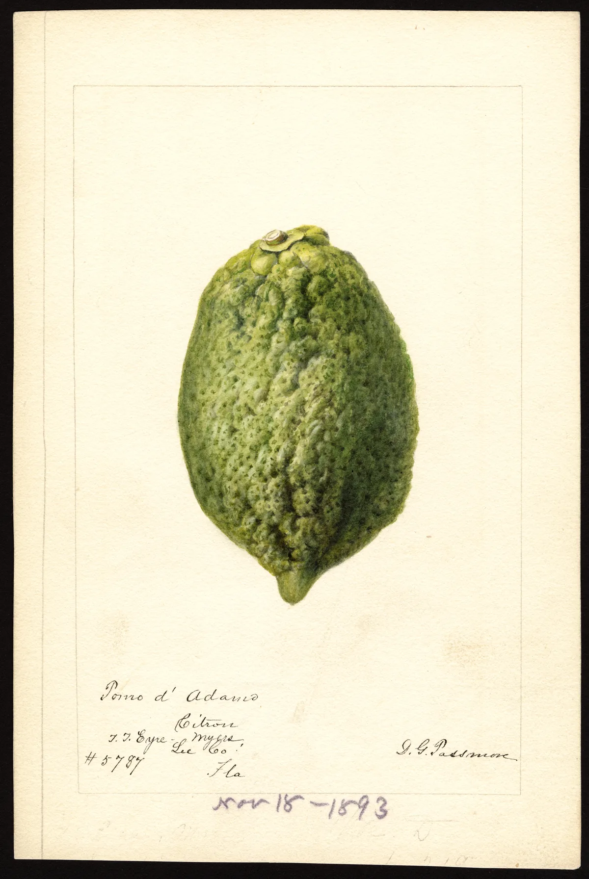 citron (Citrus medica), botanical illustration