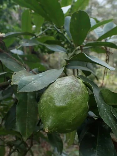 Photo: (c) Patricia Rose, some rights reserved · CC BY · via iNaturalist citron (Citrus medica), photograph