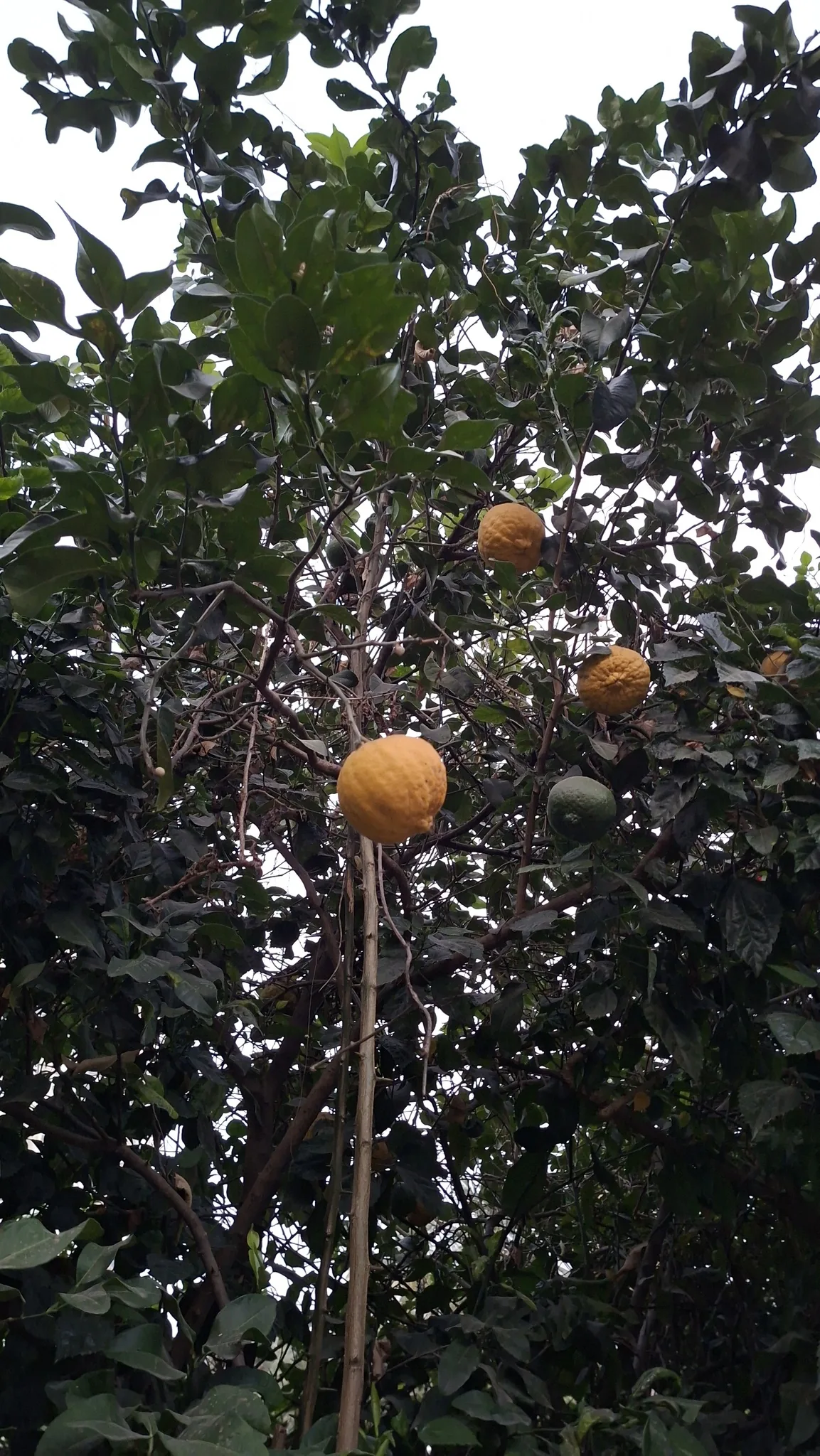 citron (Citrus medica), photograph