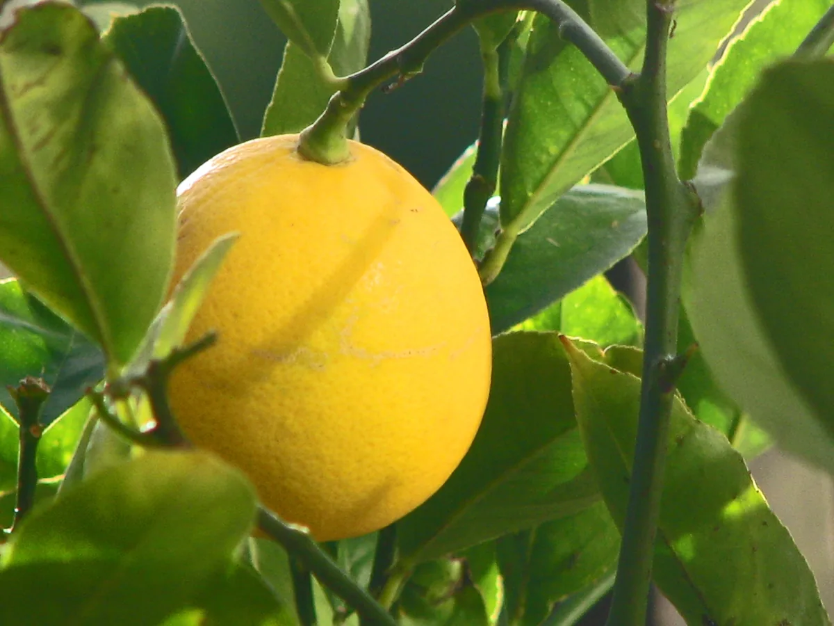 Photo: Debra Roby, via Wikimedia Commons · CC BY 2.0 · via Wikimedia Meyer Lemon, photograph