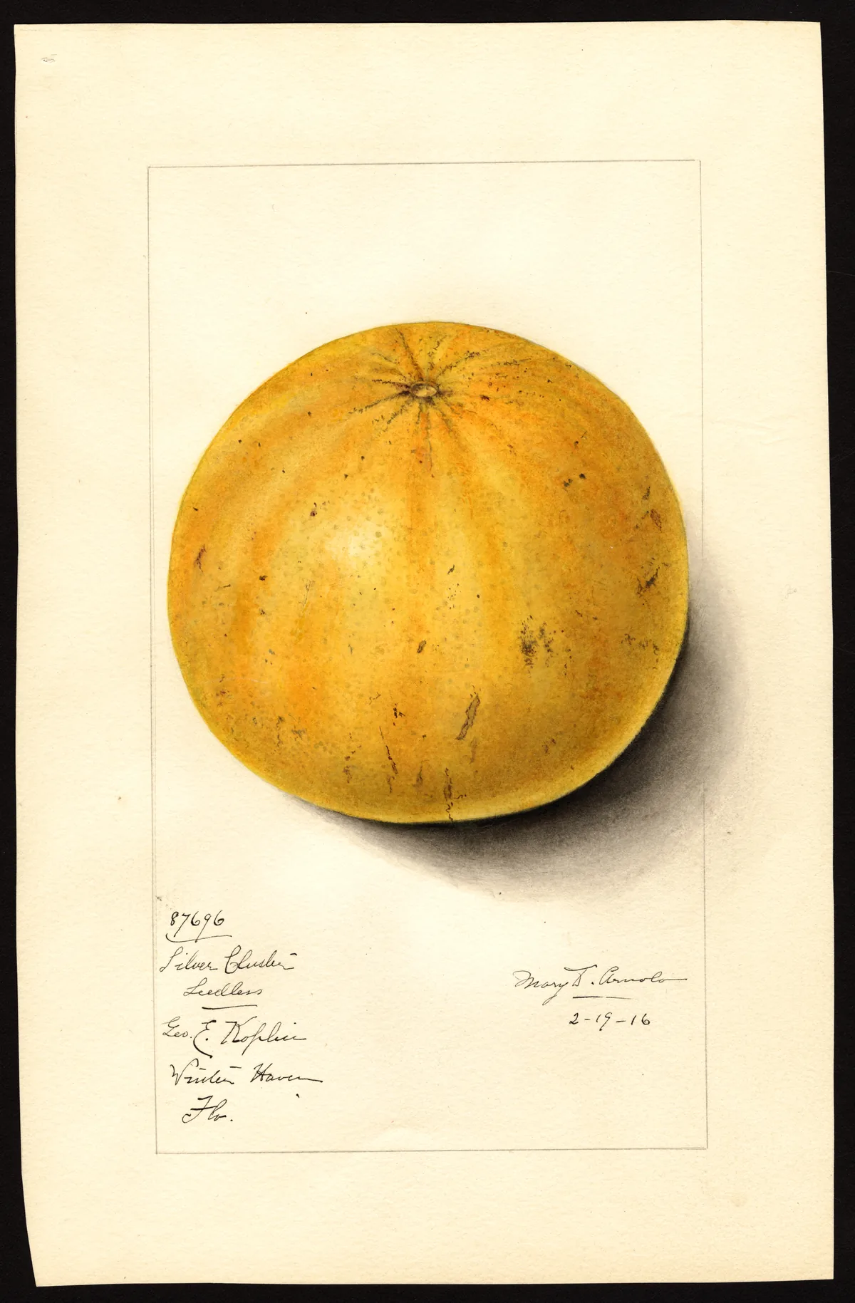 Grapefruit (Citrus × paradisi), botanical illustration