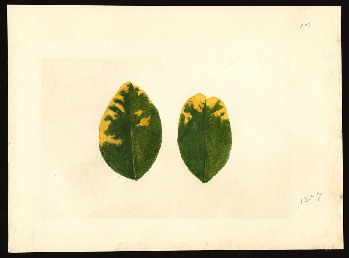 Grapefruit (Citrus × paradisi), botanical illustration