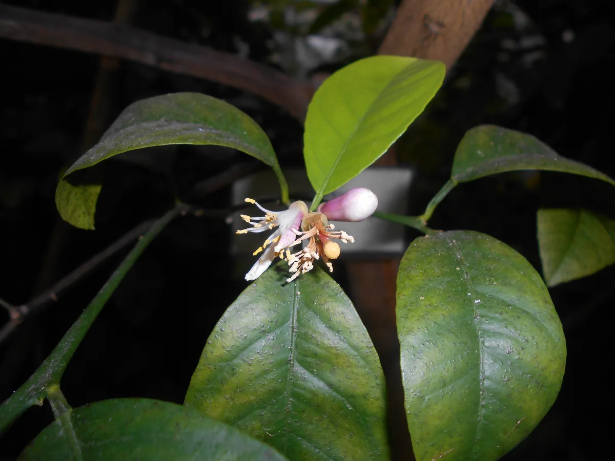 Tangerine (Citrus reticulata), photograph