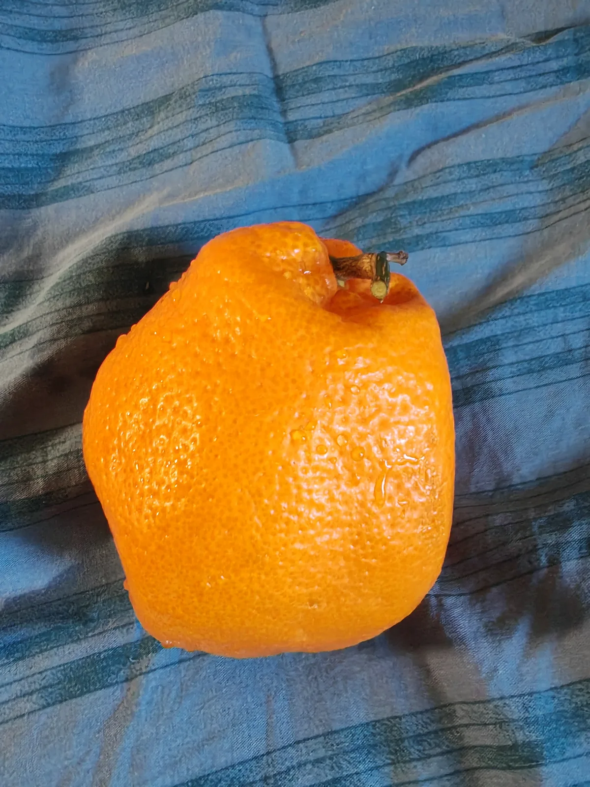 Tangerine (Citrus reticulata), photograph