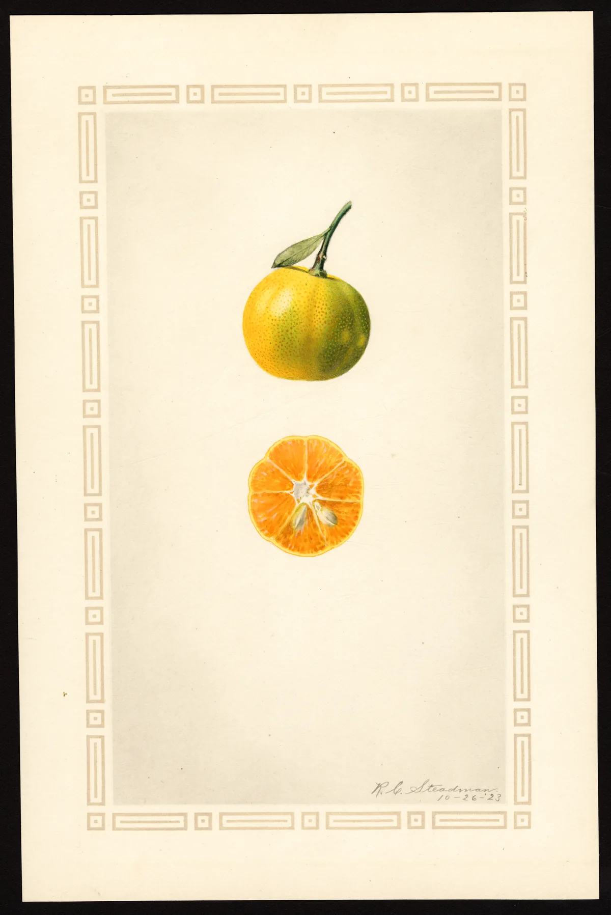 Tangerine (Citrus reticulata), botanical illustration