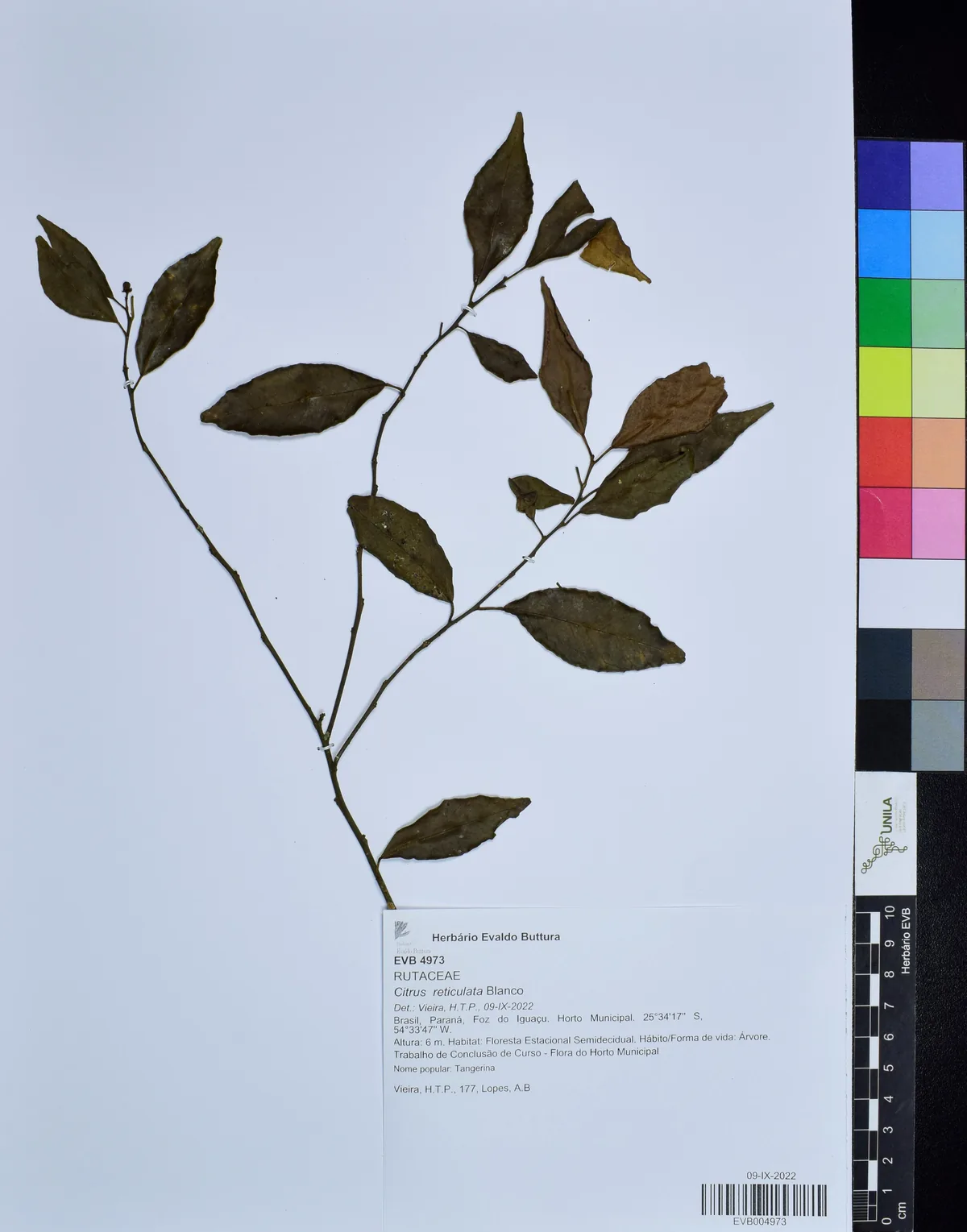 Tangerine (Citrus reticulata), photograph