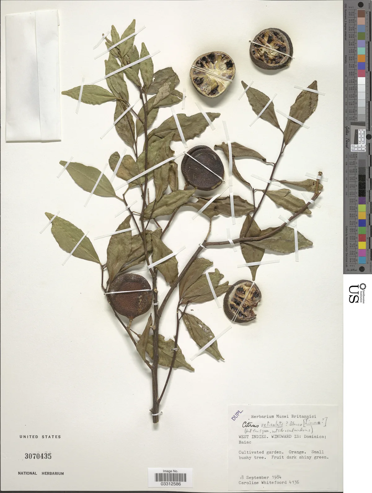 Tangerine (Citrus reticulata), photograph