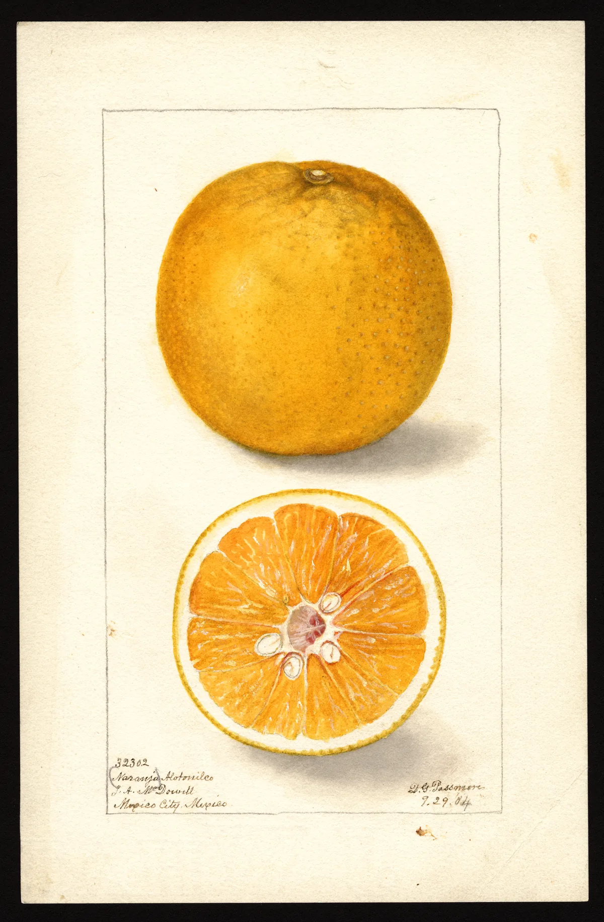 orange (Citrus × sinensis), botanical illustration