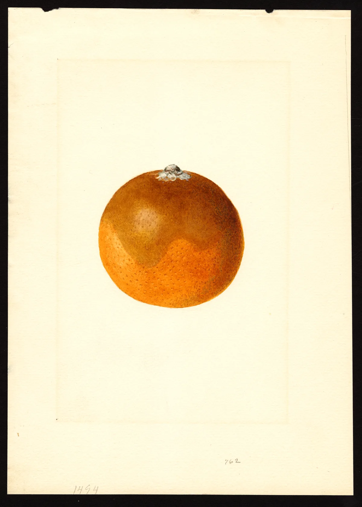 orange (Citrus × sinensis), botanical illustration