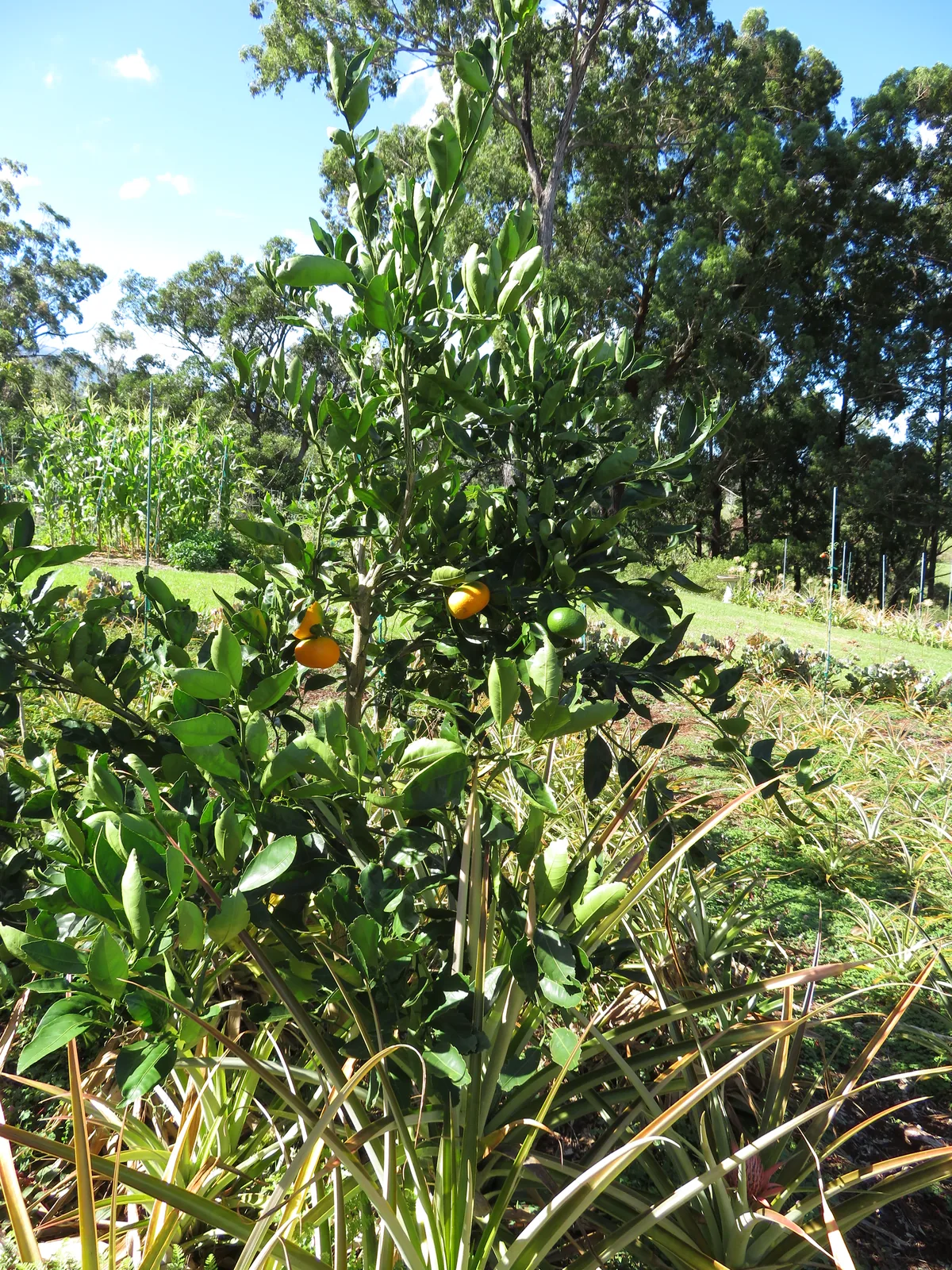 Citrus, photograph