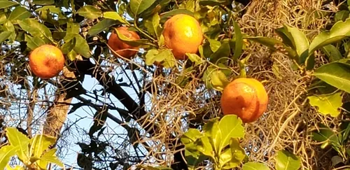 Satsuma Orange, photograph