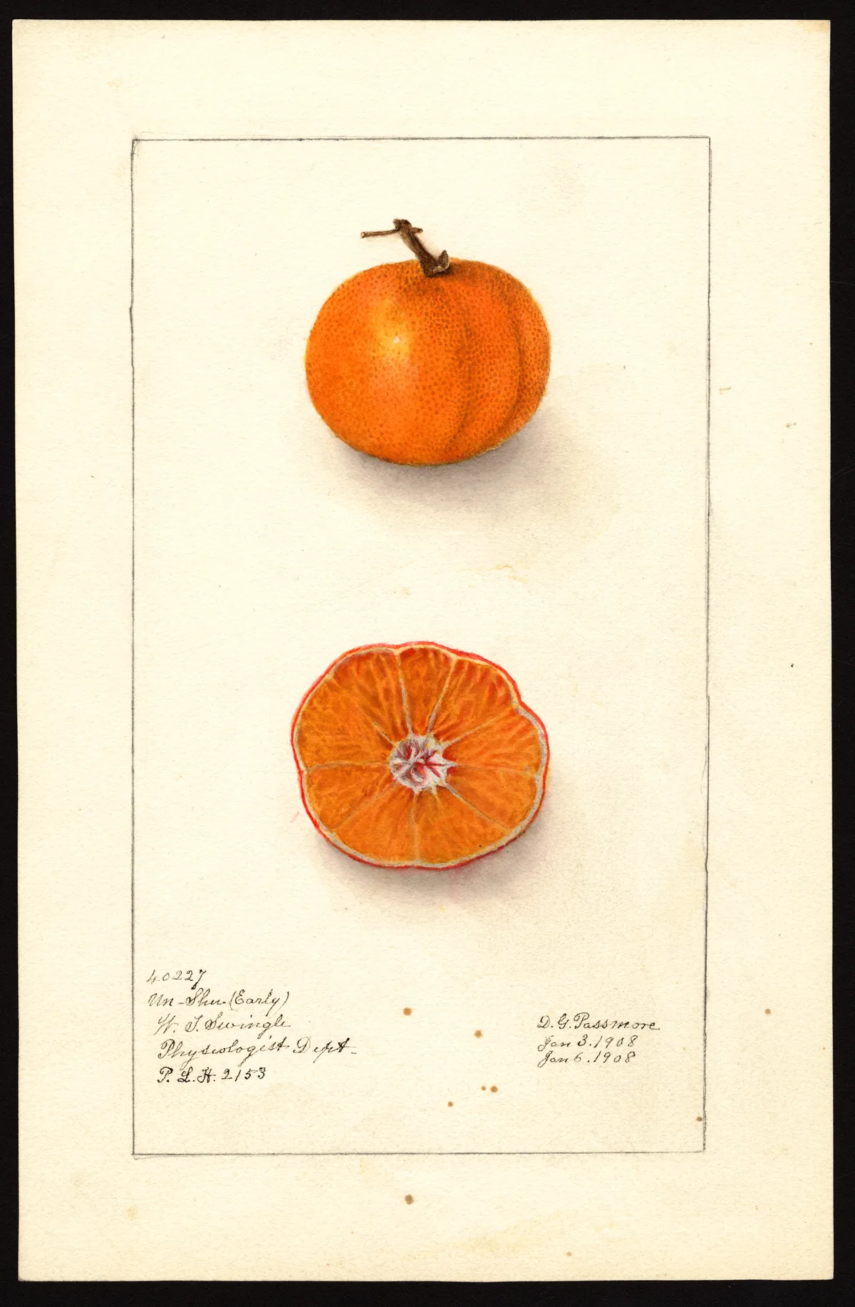 satsuma (Citrus unshiu), botanical illustration