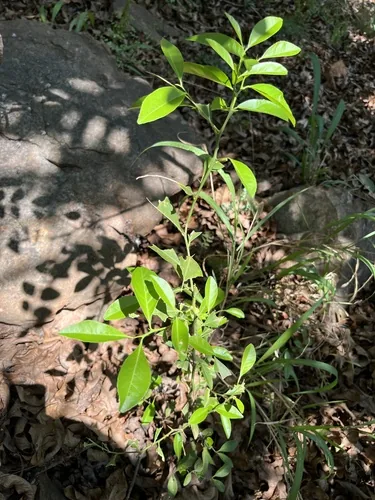 Photo: (c) katuchka, some rights reserved (CC BY) · cc-by · via iNaturalist satsuma (Citrus unshiu), photograph