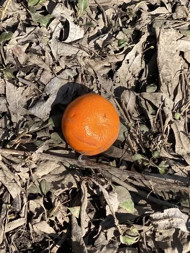 satsuma (Citrus unshiu), photograph